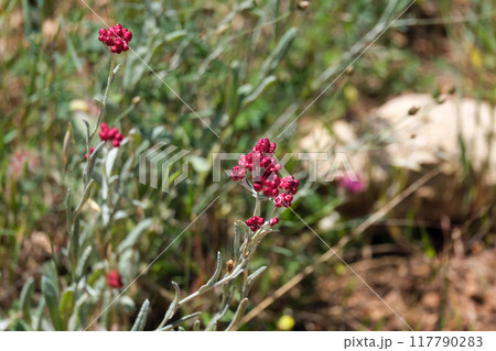 Flowering red everlasting or red cudweed (lat.- Helichrysum sanguineum) 117790283