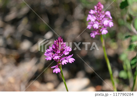Spring bloom of a wild orchid (lat.- Anacamptis pyramidalis) Spring bloom of a wild orchid (lat.- Anacamptis pyramidalis) 117790284