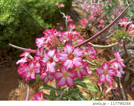 Adenium multiflora (Latin - Adenium Multiflorum) in the Ein Gedi Botanical Garden Adenium multiflora (Latin - Adenium Multiflorum) in the Ein Gedi Botanical Garden 117790288