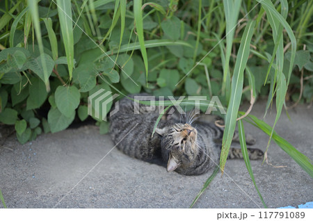 道端で横になるとら猫 道端で横になるとら猫 117791089