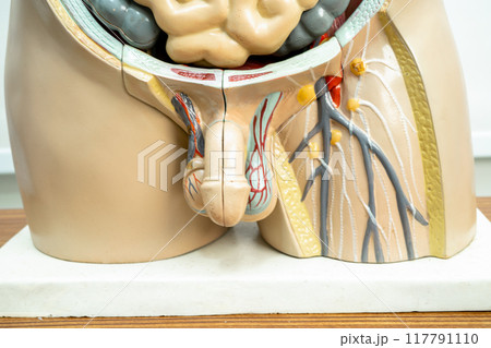 Human penis with intestine in man body model anatomy for medical training course, teaching medicine education. 117791110