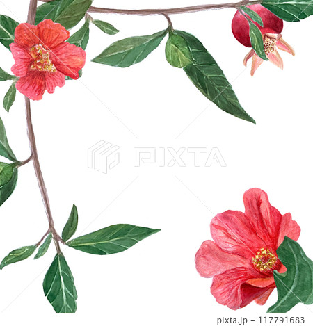 A branch with pomegranates, flowers and leaves watercolor frame isolated on white. Hand drawn realistic fruit element for cards, banners, posters, home decor, prints. Vibrant autumn plant clip art 117791683