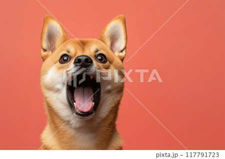 びっくりした表情の柴犬 117791723