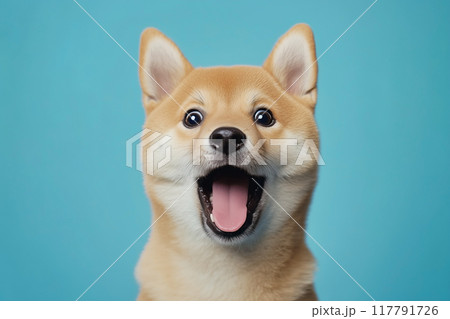 びっくりした表情の柴犬 117791726