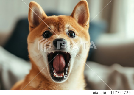 びっくりした表情の柴犬 117791729