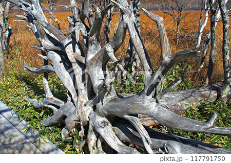 晩秋の戦場ヶ原自然研究路(戦場ヶ原展望台付近)【栃木県日光市】 晩秋の戦場ヶ原自然研究路(戦場ヶ原展望台付近)【栃木県日光市】 117791750
