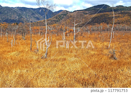 晩秋の戦場ヶ原自然研究路（戦場ヶ原展望台付近）【栃木県日光市】 117791753