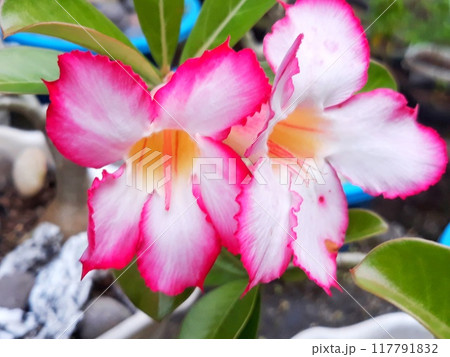 Close-up of pink flowers blooming on the garden  117791832