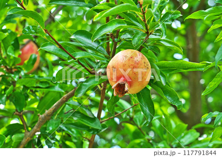 オレンジ色のザクロの実(夏、八月) オレンジ色のザクロの実(夏、八月) 117791844