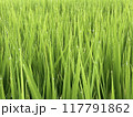 朝露に濡れる稲 117791862