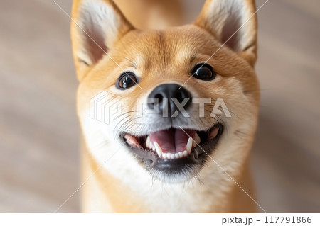 幸せな表情をした笑顔の柴犬 117791866