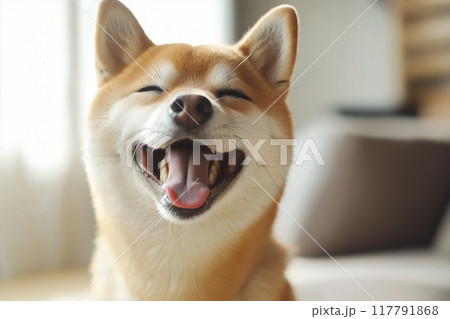 幸せな表情をした笑顔の柴犬 幸せな表情をした笑顔の柴犬 117791868