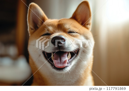 幸せな表情をした笑顔の柴犬 117791869