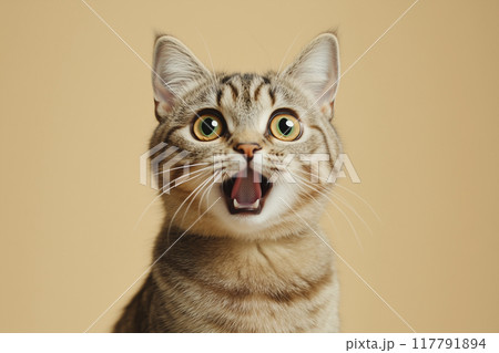 びっくりした表情の猫 117791894