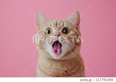 びっくりした表情の猫 117791899