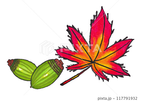 手描きの水彩画(絵手紙)「ドングリ(アラカシ)」と「紅葉した紅葉」 117791932