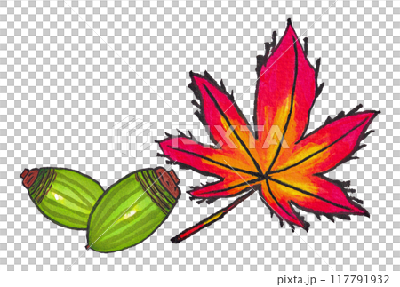 手描きの水彩画(絵手紙)「ドングリ(アラカシ)」と「紅葉した紅葉」 117791932