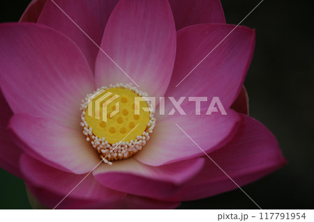 ハスの花 ハスの花 117791954