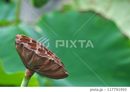 種子が見えるハスの実(夏、八月) 種子が見えるハスの実(夏、八月) 117791993