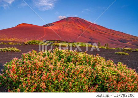 太郎坊から見た赤富士とフジイタドリの花 117792100