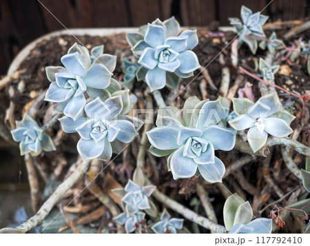 多肉植物、朧月(グラプトペタルム) 多肉植物、朧月(グラプトペタルム) 117792410