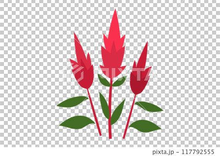 ケイトウのイラスト 117792555