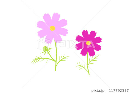 コスモスのイラスト 117792557