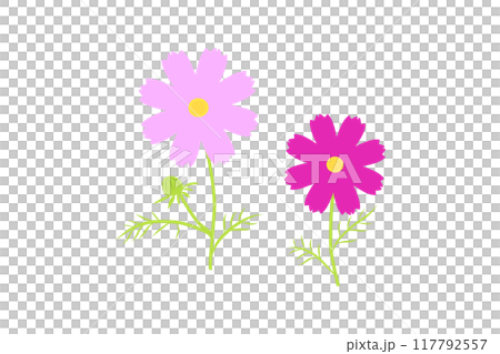 コスモスのイラスト 117792557