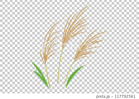 ススキのイラスト 117792561