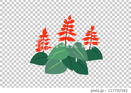 Salvia illustrations Salvia illustrations 117792562