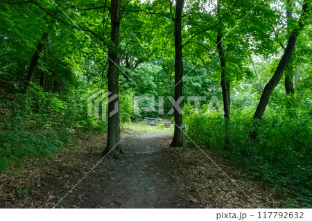 A walking path to the horizon in a local state park surrounded by lush greenery. 117792632