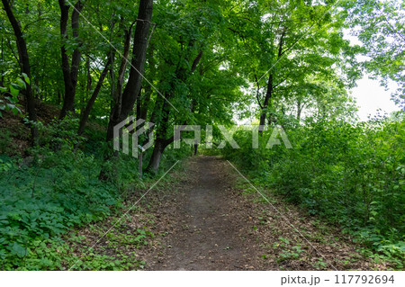 A walking path to the horizon in a local state park surrounded by lush greenery. 117792694