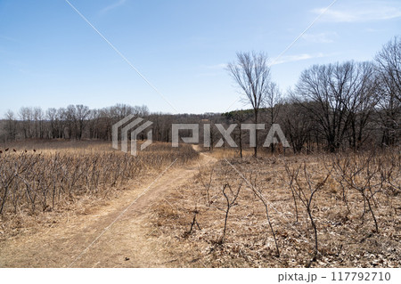 A walking path to the horizon in a local state park surrounded by winter trees. 117792710