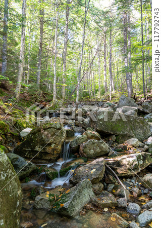 A beautiful view of a waterfall hidden away in a lush and green forest. 117792743