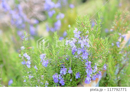ローズマリーの花　満開 117792771