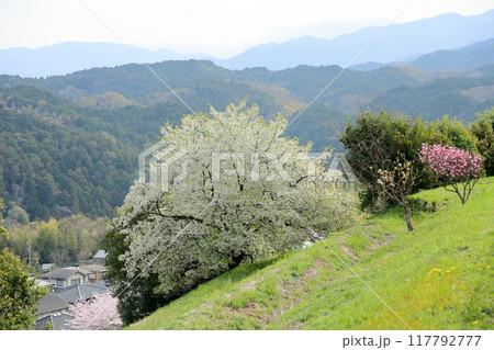 オオシマザクラの花　満開 117792777