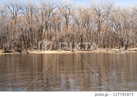 A gorgeous view of water near trees and plants at a local park in Minnesota. 117792873