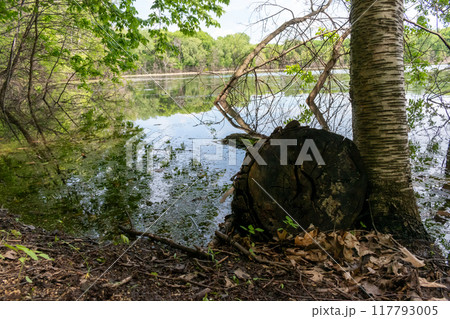 A gorgeous view of water near trees and plants at a local park in Minnesota. 117793005