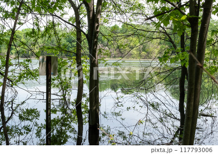 A gorgeous view of water near trees and plants at a local park in Minnesota. 117793006