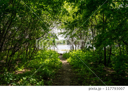 A gorgeous view of water near trees and plants at a local park in Minnesota. 117793007