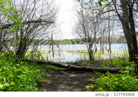 A gorgeous view of water near trees and plants at a local park in Minnesota. 117793008
