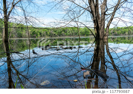 A gorgeous view of water near trees and plants at a local park in Minnesota. 117793087