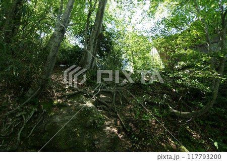 鳥取 四季の散歩 春 三徳山 鳥取 四季の散歩 春 三徳山 117793200