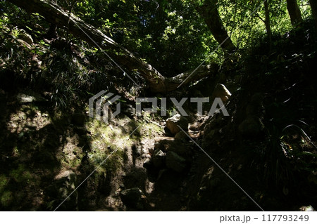 鳥取 四季の散歩 春 三徳山 鳥取 四季の散歩 春 三徳山 117793249