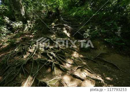 鳥取 四季の散歩 春 三徳山 鳥取 四季の散歩 春 三徳山 117793253