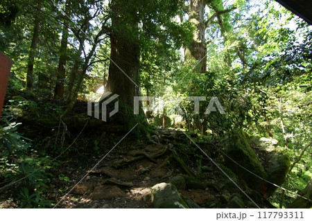 鳥取　四季の散歩　春　三徳山 117793311