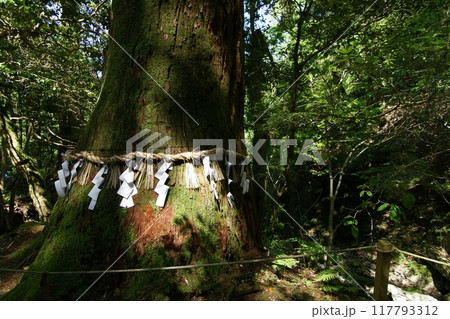 鳥取 四季の散歩 春 三徳山 鳥取 四季の散歩 春 三徳山 117793312