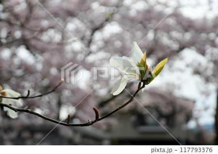 コブシの花 117793376