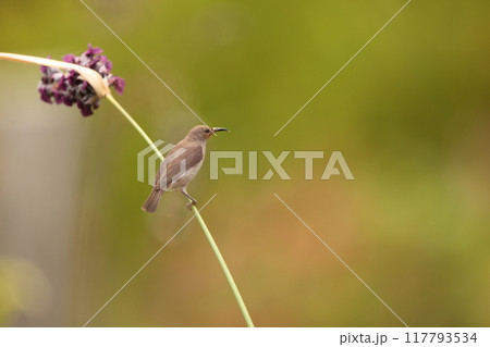 セレベスクレナイミツスイ 117793534