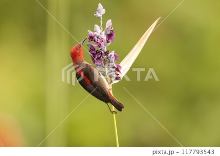 セレベスクレナイミツスイ 117793543